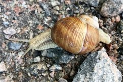 Big garden snail in shell crawling on wet road hurry home Product Image 17