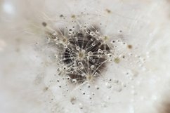 Blurred background of dandelion fluff Product Image 1