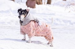 Jack Russell Terrier Product Image 1