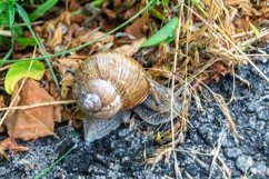 Big garden snail in shell crawling on wet road hurry home Product Image 6