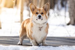Corgi dog in the Park Product Image 1