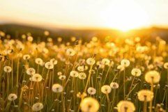 Warm sunset light bathes a serene field of dandelions Product Image 1