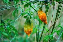Momordica or karela fruit Product Image 1