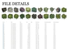 Cabbage Vintage Vegetable Botanical Clip Art Product Image 3