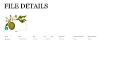 Durian Vintage Fruit Botanical Clip Art Product Image 2