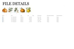 Orange Vintage Fruit Botanical Clip Art Product Image 2