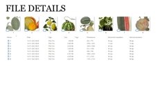Melon Vintage Fruit Botanical Clip Art Product Image 3