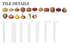 Onion Vintage Vegetable Botanical Clip Art Product Image 2