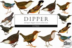 Dipper Vintage Animal illustration Clip Art, Clipart Product Image 1