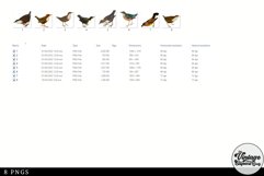 Dipper Vintage Animal illustration Clip Art, Clipart Product Image 2