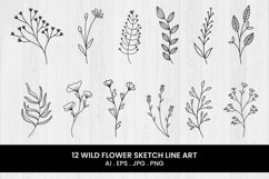Wild Flower Sketch Line Art | 12 variations Product Image 1