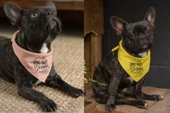 Dog Confetti Bandana Quote SVG Dog Mom Funny Design Cricut