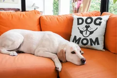 Dog Mom SVG Design Dog Mom Life Quote Cricut SVG