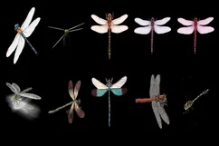 50 DRAGONFLY TRANSPARENT PNG FILE ANIMALS PHOTOSHOP OVERLAYS Product Image 6