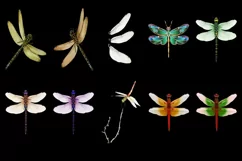 50 DRAGONFLY TRANSPARENT PNG FILE ANIMALS PHOTOSHOP OVERLAYS Product Image 5