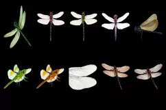 50 DRAGONFLY TRANSPARENT PNG FILE ANIMALS PHOTOSHOP OVERLAYS Product Image 4