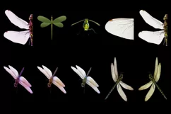 50 DRAGONFLY TRANSPARENT PNG FILE ANIMALS PHOTOSHOP OVERLAYS Product Image 3