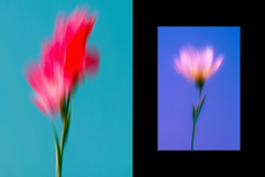 Dream Haze Flower Posters Collection Product Image 3