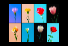 Dream Haze Flower Posters Collection Product Image 8