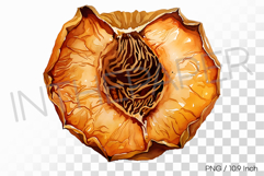 Sweet Tangy Orange Dehydrated Apricot PNG Fruit Clipart Product Image 1