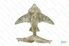 Angel Shark Squatina squatina Watercolor Sharks Clipart Product Image 1