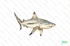 bull shark Watercolor Sharks Clipart Product Image 1