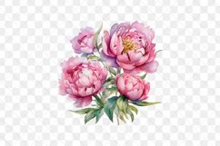 Peonies Watercolor Sublimation Clipart Product Image 8
