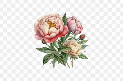 Peonies Watercolor Sublimation Clipart Product Image 5
