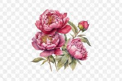 Peonies Watercolor Sublimation Clipart Product Image 6