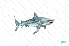 Tiger Shark Galeocerdo cuvier Watercolor Sharks Clipart Product Image 1