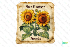 Sunflower Seeds Vintage Flowers Clipart Seed Packet Product Image 1