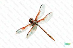Dragonfly Vintage Insect Clipart Sublimation Product Image 1