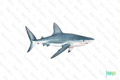 Whitetip Reef Shark Triaenodon obesus Watercolor Sharks Product Image 1