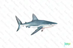 Whitetip Reef Shark Triaenodon obesus Watercolor Sharks Product Image 1