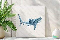 Whale Shark Rhincodon typus Watercolor Sharks Clipart Product Image 2