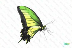 Green Hand Drawing Butterfly Clipart Product Image 1