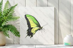 Green Hand Drawing Butterfly Clipart Product Image 2