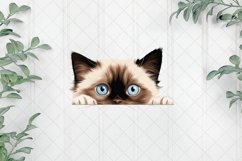 Peeking Birman Cat Sublimation Clipart Product Image 1