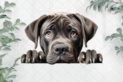 Peeking Cane Corso Sublimation Clipart Product Image 1
