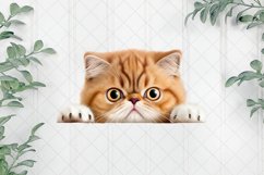 Peeking Exotic Shorthair Cat Sublimation Clipart Product Image 1
