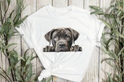 Peeking Cane Corso Sublimation Clipart Product Image 2