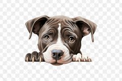 Peeking American Pit Bull Dogs Sublimation Clipart Product Image 3