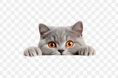 Peeking British Shorthair Cat Sublimation Clipart Product Image 3