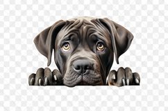 Peeking Cane Corso Sublimation Clipart Product Image 3