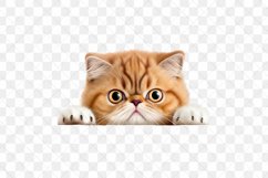 Peeking Exotic Shorthair Cat Sublimation Clipart Product Image 3