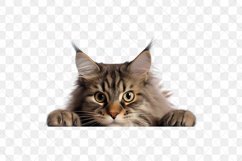 Peeking Maine Coon Cat Sublimation Clipart Product Image 3
