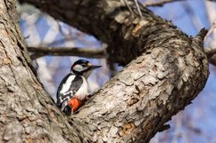 Great Spotted Woodpecker Dendrocopos major Product Image 1