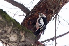Great Spotted Woodpecker Dendrocopos major Product Image 1