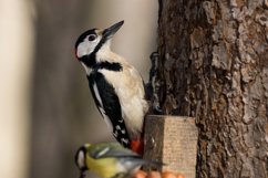 Great Spotted Woodpecker Dendrocopos major Product Image 1