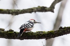 Great Spotted Woodpecker Dendrocopos major Product Image 1